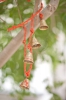 Indian bells/ индийские колокольчики