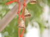 Indian bells/ индийские колокольчики